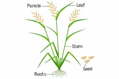 An illustration showing parts of a rice plant.