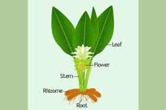 Parts of a long turmeric plant on a green background.