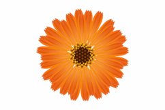 A flower of calendula on a white background.