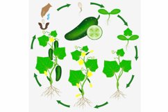Cucumber growth cycle isolated on a white background.
