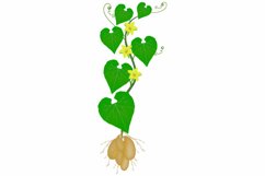 Tladianta dubious plant with flowers on a white background.