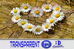 100 DAISIES TRANSPARENT PNG FILES, ANIMAL PHOTOSHOP OVERLAYS Product Image 1