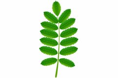 Green leaf of red rowan on a white background.