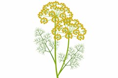 Dill inflorescence with green leaves on a white background.