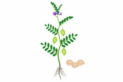 Chickpea plant with roots isolated on white background.