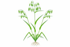 Green oats with roots isolated on white background.