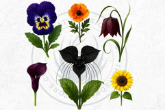 Flowers Clipart bundle, Botanical Illustrations Floral PNG Product Image 9