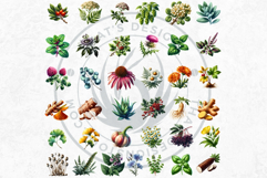 Medicinal Herbs clipart PNG Set Apothecary Botanical Graphic Product Image 4