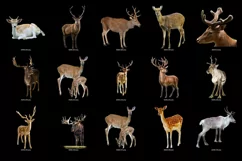 100 REINDEER & DEER TRANSPARENT PNG FILES PHOTOSHOP OVERLAYS Product Image 6