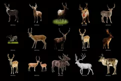 100 REINDEER & DEER TRANSPARENT PNG FILES PHOTOSHOP OVERLAYS Product Image 3