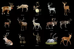 100 REINDEER & DEER TRANSPARENT PNG FILES PHOTOSHOP OVERLAYS Product Image 2