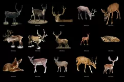 100 REINDEER & DEER TRANSPARENT PNG FILES PHOTOSHOP OVERLAYS Product Image 8