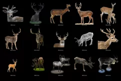 100 REINDEER & DEER TRANSPARENT PNG FILES PHOTOSHOP OVERLAYS Product Image 7
