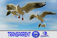 100 SEAGULLS TRANSPARENT PNG FILES ANIMAL PHOTOSHOP OVERLAYS Product Image 1