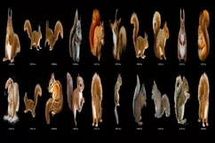 100 SQUIRRELS TRANSPARENT PNG ANIMAL PHOTOSHOP OVERLAYS Product Image 3