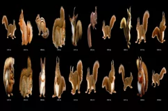 100 SQUIRRELS TRANSPARENT PNG ANIMAL PHOTOSHOP OVERLAYS Product Image 2