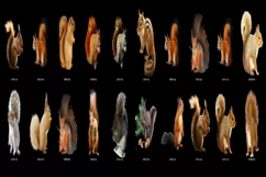 100 SQUIRRELS TRANSPARENT PNG ANIMAL PHOTOSHOP OVERLAYS Product Image 6