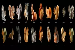 100 SQUIRRELS TRANSPARENT PNG ANIMAL PHOTOSHOP OVERLAYS Product Image 5