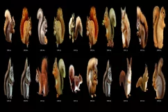 100 SQUIRRELS TRANSPARENT PNG ANIMAL PHOTOSHOP OVERLAYS Product Image 4