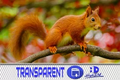 100 SQUIRRELS TRANSPARENT PNG ANIMAL PHOTOSHOP OVERLAYS Product Image 1