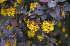 blooming flowers in the garden Product Image 1
