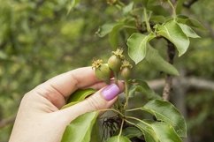 unripe pear fruit on a tree in the garden Product Image 1