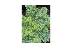 Photo of the Plant Curly Kale or Borecole Product Image 1