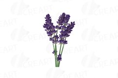 Lavender leaves and bouquets watercolor clip art pack Product Image 7