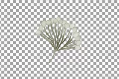 Cotton bolls and fir branch leafy autumn and winter decor Product Image 17