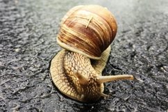 Big garden snail in shell crawling on wet road hurry home Product Image 6