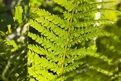 green fern close up Product Image 1