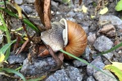 Big garden snail in shell crawling on wet road hurry home Product Image 26