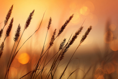 Golden Sunset Grass Background Product Image 1