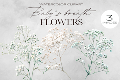 Baby’s Breath Clipart | Floral Watercolor PNG. Product Image 1