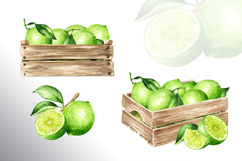 Lime citrus. Watercolor collection Product Image 12