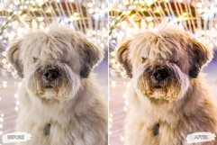 10 Snowy Pawprints Mobile Lightroom Presets Product Image 9