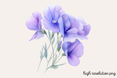 Sweet Pea Flower Watercolor Clipart PNG Product Image 1