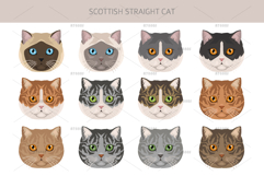 Scottish Straight Cat clipart Product Image 9