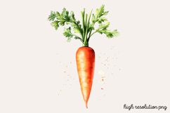Carrot Watercolor Clipart PNG Product Image 1