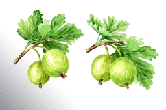 Gooseberry. Watercolor collection Product Image 12