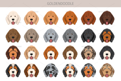 Goldendoodle Goldie Poodle mix Product Image 6
