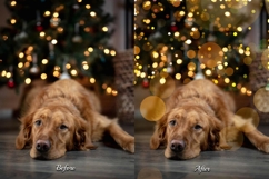 224 Christmas Shine Bundles Product Image 11