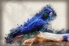 Collection of 12 Images 4k of Bird Portraits PACK 08 300 dpi Product Image 12