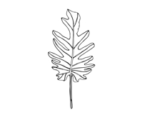 Palm Leaves svg, Botanical png Product Image 16