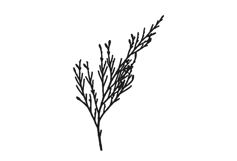 Botanical bundle - svg, png Product Image 14