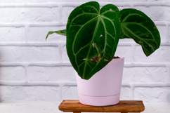 Anthurium magnificum with damaged leaves Product Image 1