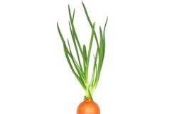 Stock Photo - Green onion isolated Product Image 1
