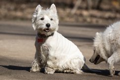 west highland white terrier Product Image 1