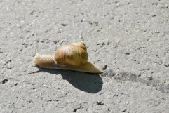 Big garden snail in shell crawling on wet road hurry home Product Image 5