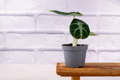 Alocasia ninja mini with damaged leaf Product Image 1